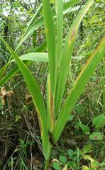 Iris domestica