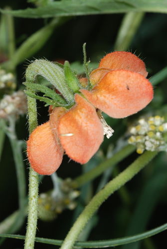 Caiophora lateritia (Caiophora lateritia)