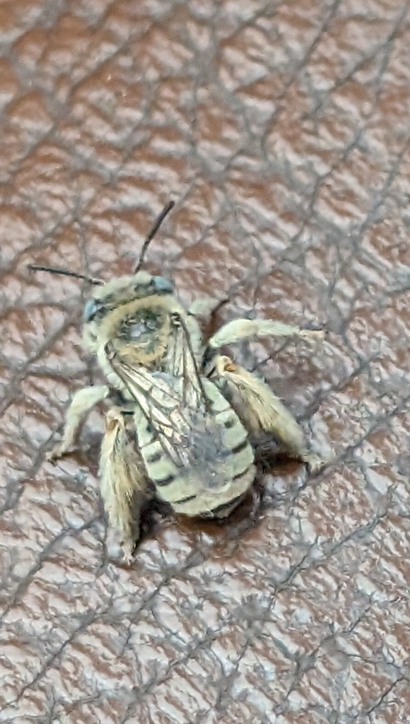 Melissodes verbesinarum