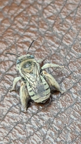 Melissodes verbesinarum