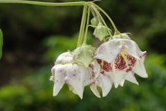 Philibertia gilliesii