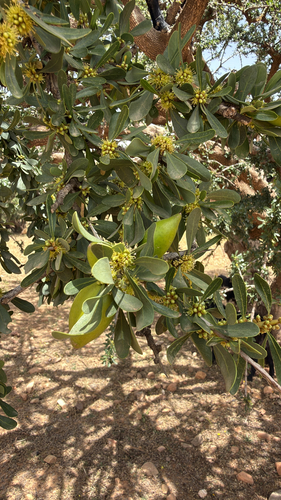 Argan tree