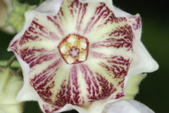 Philibertia gilliesii