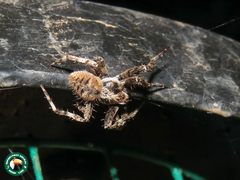 Pararaneus