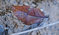 Zaretis syene