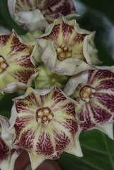 Philibertia gilliesii