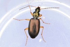 Agonum extensicolle