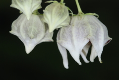 Philibertia gilliesii