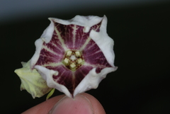 Philibertia gilliesii