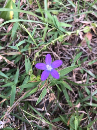 Triodanis perfoliata image