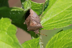 Euschistus conspersus