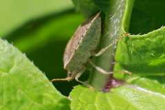 Euschistus conspersus