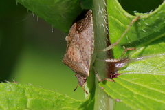 Euschistus conspersus