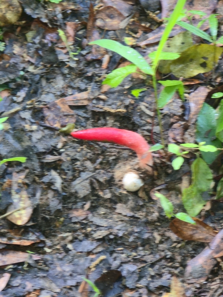 Mutinus elegans · April 2026 · photo: © cvharris (iNaturalist, cc0)