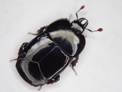 Hololepta plana
