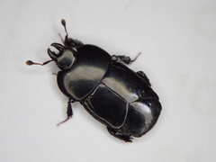 Hololepta plana