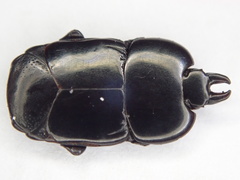 Hololepta plana
