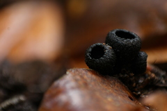 Galiella coffeata