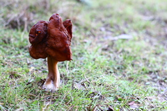 Gyromitra