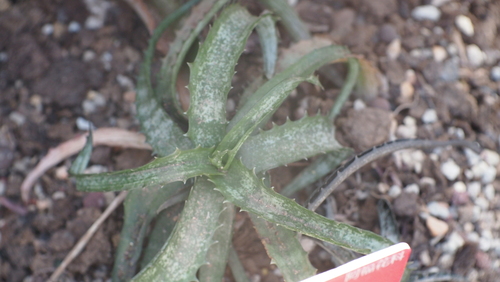 Aloe propagulifera