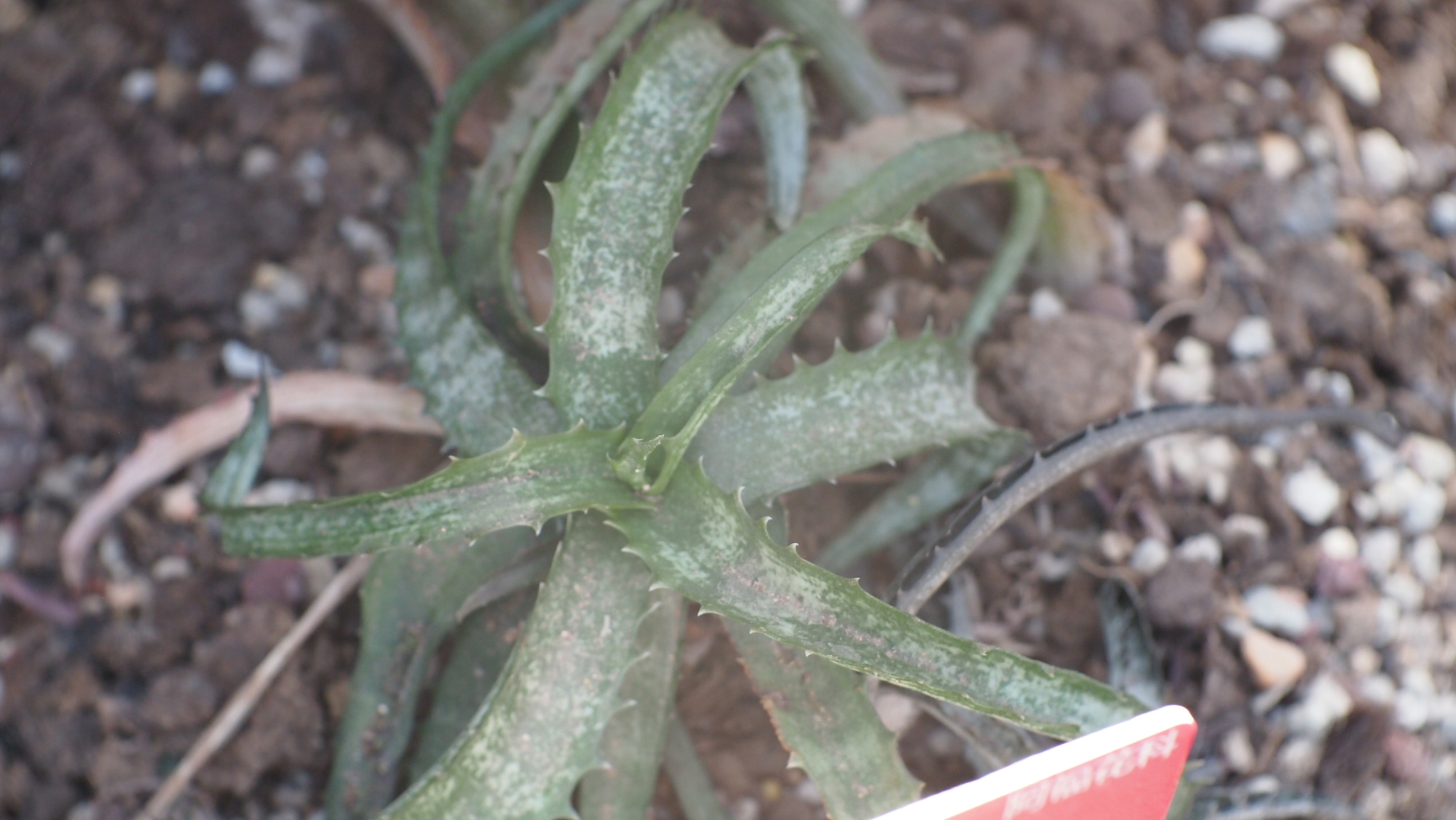 Aloe propagulifera