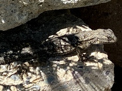 Sceloporus occidentalis