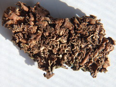 Dermatocarpon intestiniforme