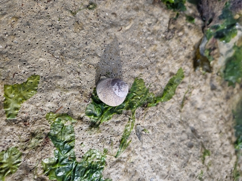 Phorcus lineatus