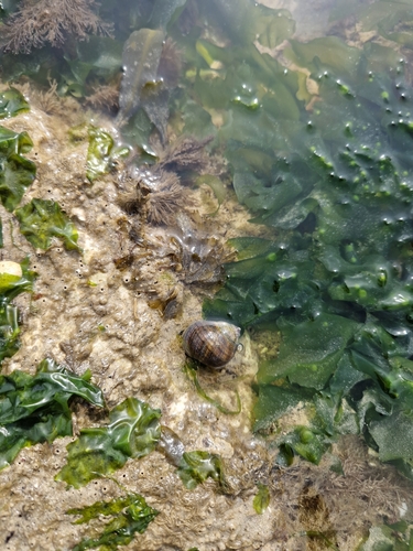Littorina littorea