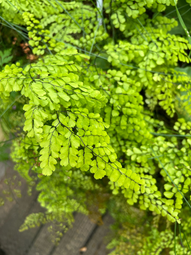 Adiantum venustum observed 2026-04-26