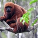 Brown Howler Monkey - Photo (c) Juliano Marques, some rights reserved (CC BY-NC), uploaded by Juliano Marques