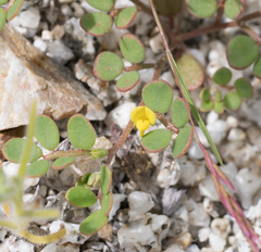 Acmispon maritimus brevivexillus