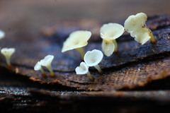 Cyphellaceae