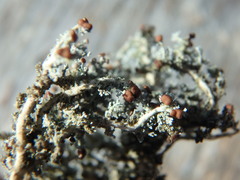 Stereocaulon paschale