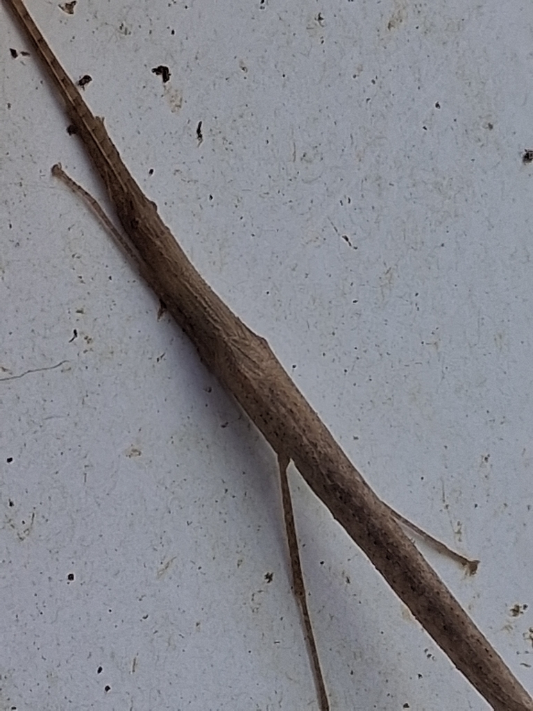 Stick insect Metriophasma pericles recorded at Sítio Canaã, Santa Teresa, Brazil