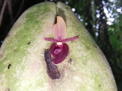 Pleurothallis neorinkei