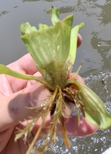 Water Lettuce