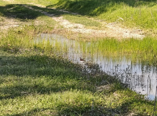 Green Sandpiper