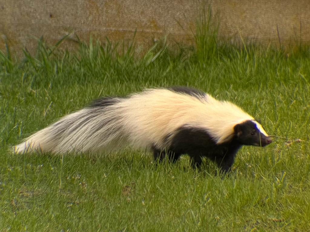 Striped Skunk from New Bedford, MA, US on April 25, 2026 at 04:54 PM by ...
