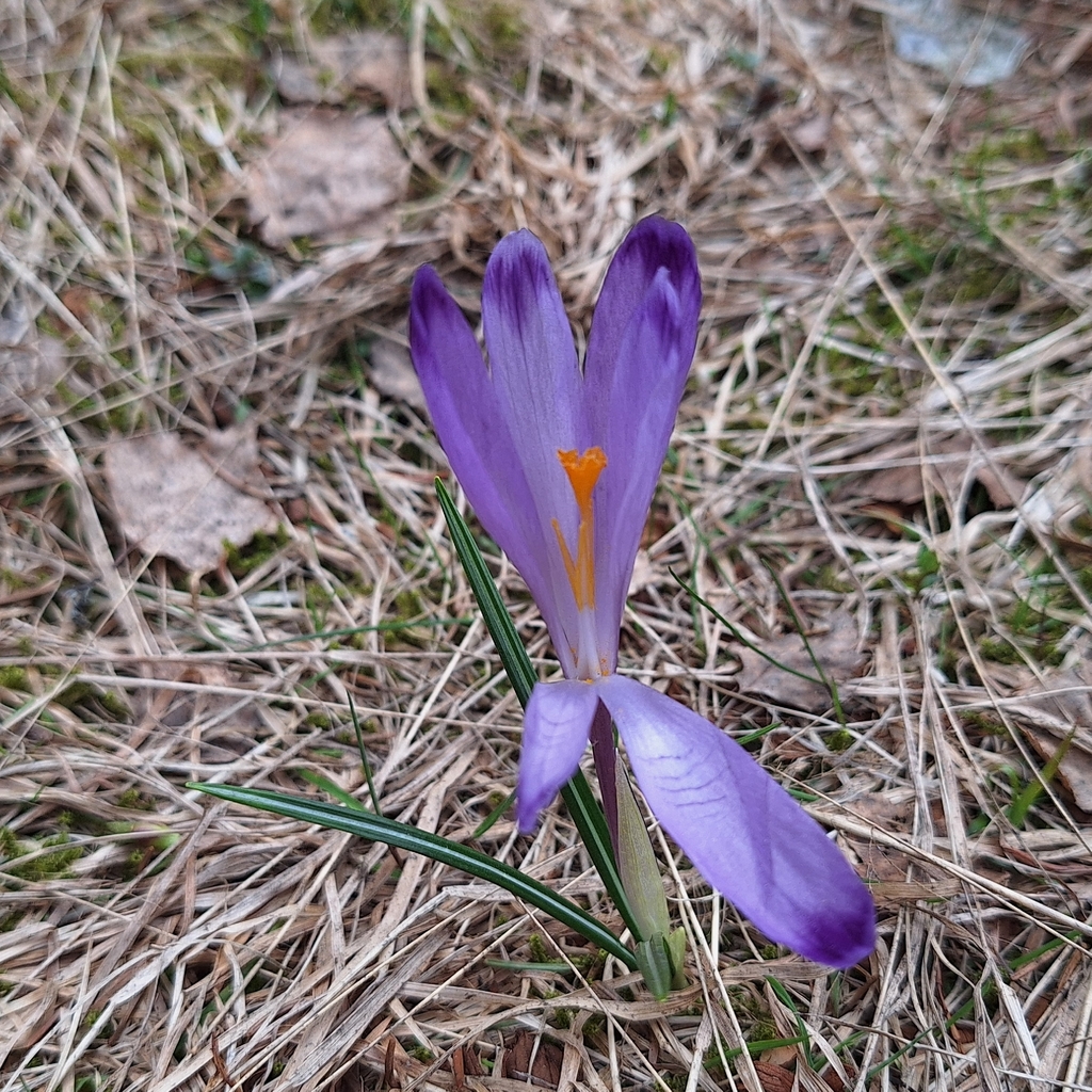 Crocus heuffelianus; photograph author not stated, no rights reserved