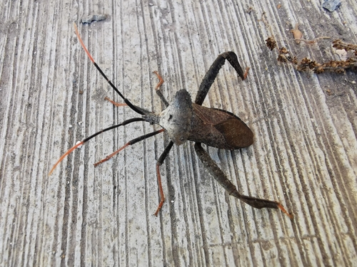 Acanthocephala alata