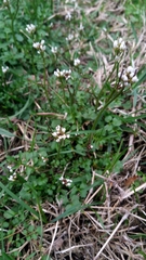 Cardamine hirsuta