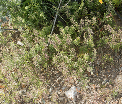 Lepidium lasiocarpum