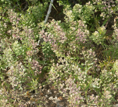 Lepidium lasiocarpum