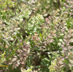 Lepidium lasiocarpum