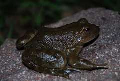 Lithobates psilonota