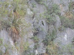 Rhynchopsitta terrisi