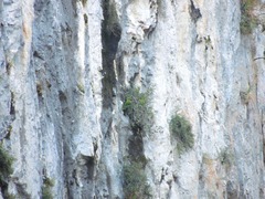 Rhynchopsitta terrisi