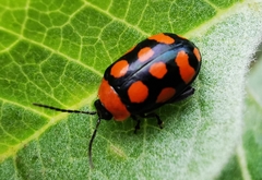 Alagoasa bipunctata perennis