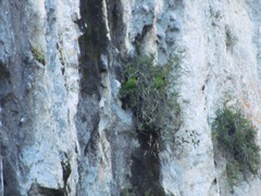 Rhynchopsitta terrisi